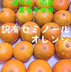 瀬戸内産　訳有セミノールオレンジ　農薬不使用　3kgのサムネイル
