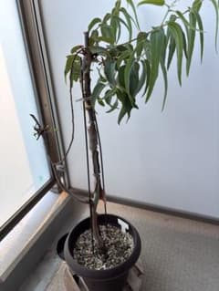 【お引き取り限定】レモンユーカリ お引き取り限定】レモンユーカリ - メルカリ