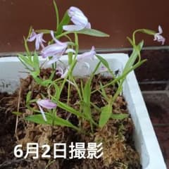 日本トキ草…咲き始めました。のサムネイル