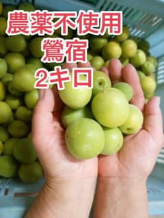 農薬不使用梅 古代品種「鶯宿(おうしゅく)」 2kgのサムネイル