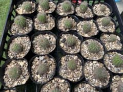 6個セット　貴重な花を咲かせるサボテン　花盛丸のサムネイル