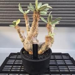 パキポディウム　デンシフローラム　現地球　発根済み　鉢ごとメルカリ便 m83070137393_1.jpg?1758443216