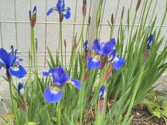 アヤメ　１０芽以上のサムネイル