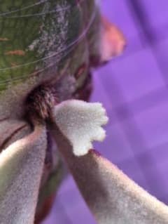 motimoti様　P. willinckii 'nano' pup 所有株OC motimoti様 P. willinckii 'nano' pup 所有株OC - メルカリ