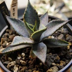 マ*ャ様 アガベ ハイブリッド 厚葉血雷 Dragon Agave スポット ポ