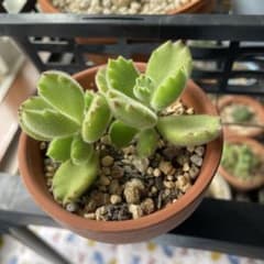 多肉植物 熊童子のサムネイル