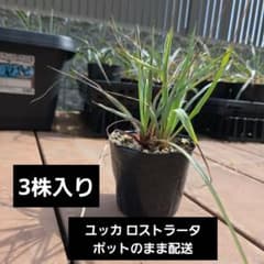 ユッカ ロストラータ 3苗 - メルカリ