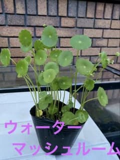 ウォーターマッシュルーム 1ポット抜き苗 - メルカリ
