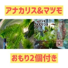 無農薬】アナカリス3本 & マツモ2本 おもり2つ - メルカリ