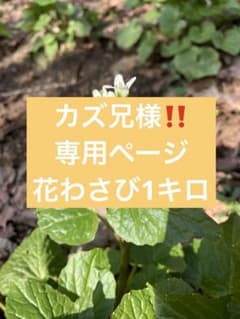 カズ兄様‼️専用ページ花わさび1キロ カズ兄様‼️専用ページ花わさび1キロ - メルカリ