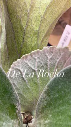 P. FSQ vp#2 De La Rocha デラロッチャ - メルカリ