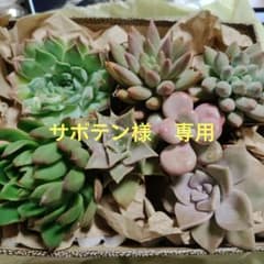 サボテン様のサムネイル