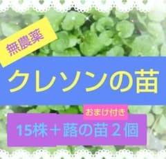 無農薬 クレソンの苗 15株以上蕗の苗おまけ付きのサムネイル