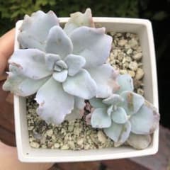 ホワイトマディバ　エケベリア　多肉植物 - 3