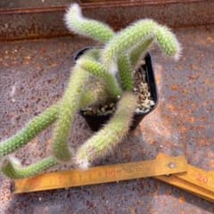 ヒルデウィンテラ   ４のサムネイル