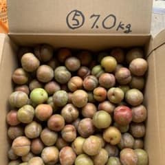 ⑤南国指宿産 すもも 7.0Kg - メルカリ