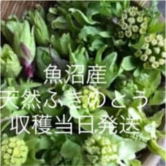 魚沼産　天然　ふきのとう　　ネコポス発送のサムネイル