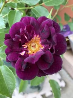 薔薇苗のサムネイル