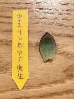 中里リンゼアナ 葉挿し苗③ 札なし - メルカリ