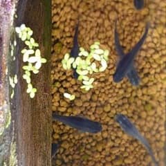 アオウキクサ（メダカ飼育内の繁殖）のサムネイル
