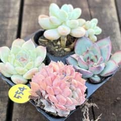 SALE❗️554多肉植物 エケベリア 札落ち 抜き苗 アウトレット 4苗