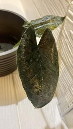 アロカシア　アントロベルベット　'Antoro Velvet' お芋1個　bのサムネイル