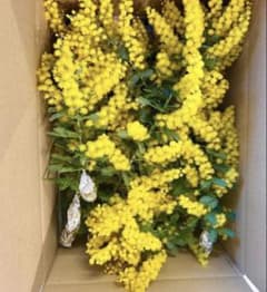 横浜市より23日AM発送】✳︎✳︎フレッシュミモザ✳︎✳︎80サイズ