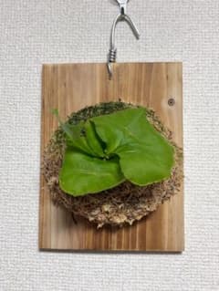 ビカクシダ P.Ridleyi Pakaranのサムネイル