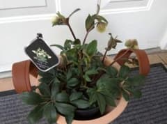 ◇大株◇希少！小輪ベル咲き！原種交配クリスマスローズ 早咲き