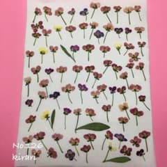 70個プラスα アリッサム  押し花 素材 材料 126のサムネイル