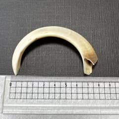 イノシシの牙(約8cm)のサムネイル