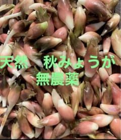 天然　秋ミョウガ  ネコポスいっぱいのサムネイル