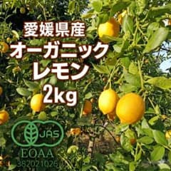 愛媛県産 有機JAS認証 オーガニックレモン 良品 2kg 新鮮 国産のサムネイル