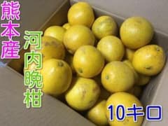 熊本特産　河内晩柑　正味9キロのサムネイル
