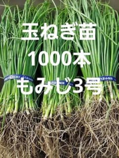 晩生】玉ねぎ苗▽もみじ1000本【超メルカリ市】 玉ねぎ苗 晩生 もみじ3号