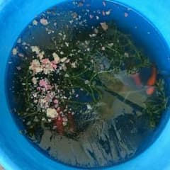 ラブ様 8のサムネイル