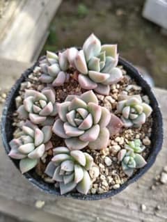 白牡丹　多肉植物　抜き苗　エケベリアのサムネイル