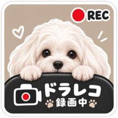 カーステッカー マルチーズ 白 正方形 ドラレコ 録画中 ドライブレコーダー 犬のサムネイル