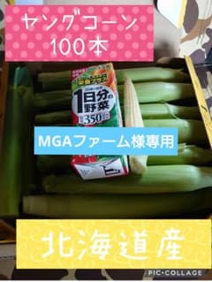 北海道産 ヤングコーン 100本のサムネイル