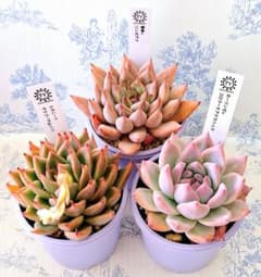 TYさん苗雪蜂×リンゼアナ他3点セット札付きポットごとメルカリ便バラ