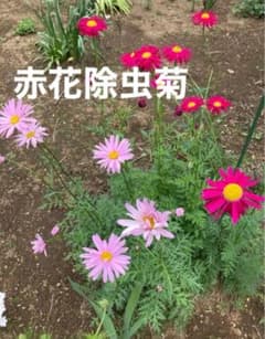 花の種　赤花除虫菊(アカバナジョチュウギク) 30粒