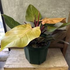 観葉植物 フィロデンドロン レッドムーン