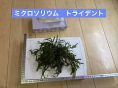 ミクロソリウム　トライデント　集合株のサムネイル