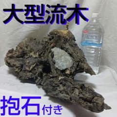 【天然流木】抱石付き 大型 特殊形状 流木 爬虫類・インテリア・工作用（未処理）のサムネイル