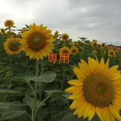 おまとめ値引き様専用のサムネイル