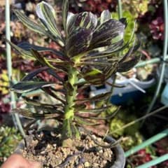 多肉植物。アエオニウムビッグバン抜き苗 - メルカリ