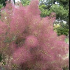 ⑦赤スモークツリー　切花のサムネイル