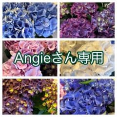 特選】 アジサイ 5寸6鉢 ハイシリーズ 紫陽花 - メルカリ