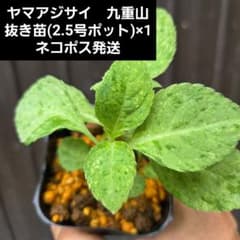 ヤマアジサイ九重山】抜き苗 - メルカリ