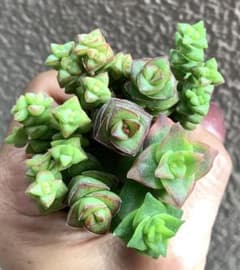 多肉植物　クラッスラ ①星丼セット 4種 10カットのサムネイル